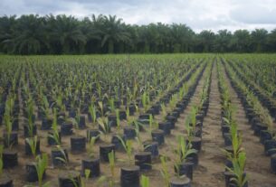 Grupo BBF contibui com agricultura sustentável na Amazônia