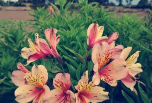 Astromélias se mostram opções viáveis para decoração, mas exigem cuidados