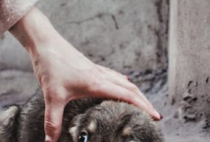 Comemorações com fogos de artifício são traumáticas para os pets