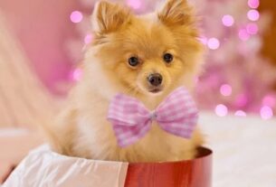 Presentear com um pet exige conscientização sobre a posse responsável