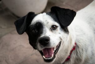 Hill's Pet Nutrition lança Oral Care, alimento focado na saúde bucal dos pets