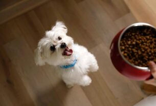 Hill’s Pet Nutrition recebe Prêmio BrandSpark de Melhor Novo Produto 2024