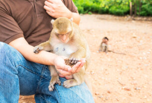 Foz ganha novo espaço de conexão com a natureza e animais