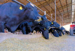 Cientistas testam bens sustentáveis para contole parasitário