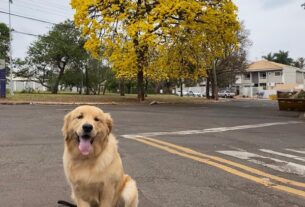 Homeopatia mostra eficácia contra câncer em pets