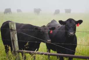 Fosfato bicálcico impulsiona produção de carne no Brasil
