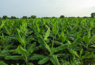 Gulf participa da FEIBANANA 2025 com foco em manejo fitossanitário