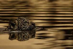 Felipe Cuoco estreia na França com série sobre o Pantanal