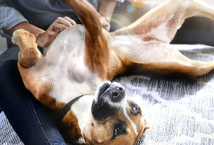 Hill's reforça importância das fibras na saúde intestinal e bem-estar de pets