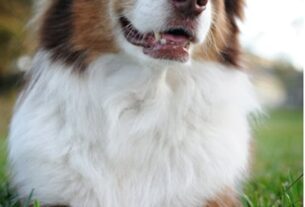 Viajar em segurança junto com pets é uma tendência