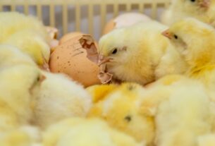 Biosseguridade na indústria garante consumo de frango seguro