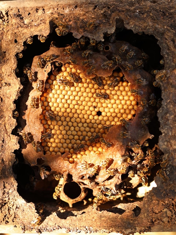 Festa do Mel: tradição Guajajara é retomada