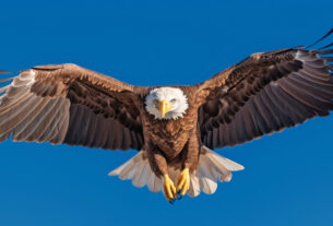 Águias disponibiliza 200 bolsas de inglês para jovens