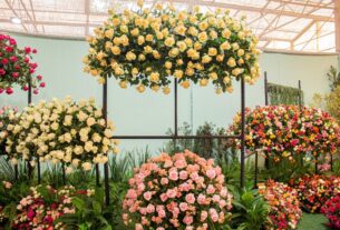 Festa de Flores e Morangos terá entrada solidária