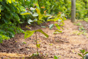 PAM Saint-Gobain mantém 