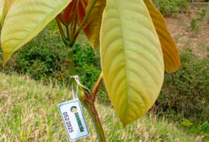 Era da sustentabilidade impulsiona ações de reflorestamento