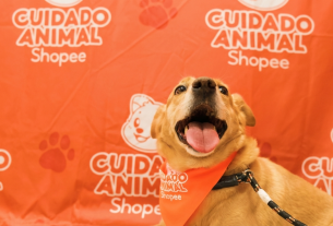Shopee se une à Ampara Animal pelos cuidados aos animais