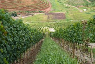 Projeto institucionaliza governança da vitivinicultura no RJ