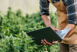 Novas RDCs da Anvisa aquecem mercado de cannabis medicinal