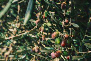 Produtores de azeitonas na Califórnia atuam sob modelo de autogestão industrial