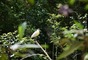 Originals é lançada como veículo escalável para restauração