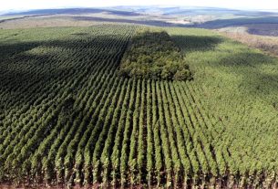 Setor florestal avança em MG e projeta ciclo 2026-2030