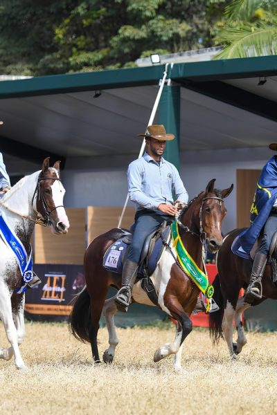 Cavalo da raça Mangalarga estreia na Agrishow